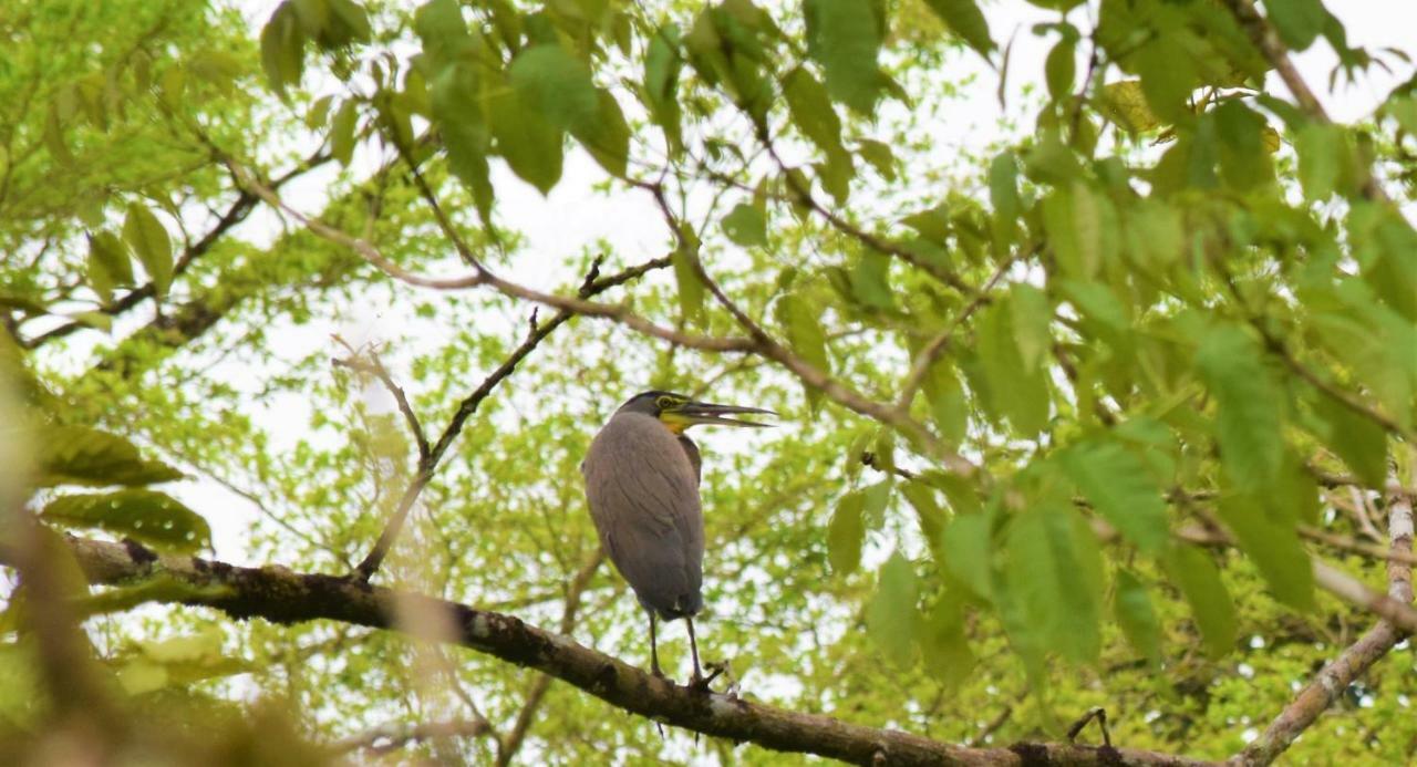 Hotel Rio Celeste Finca L' Etoile Celeste El Achiote Zewnętrze zdjęcie