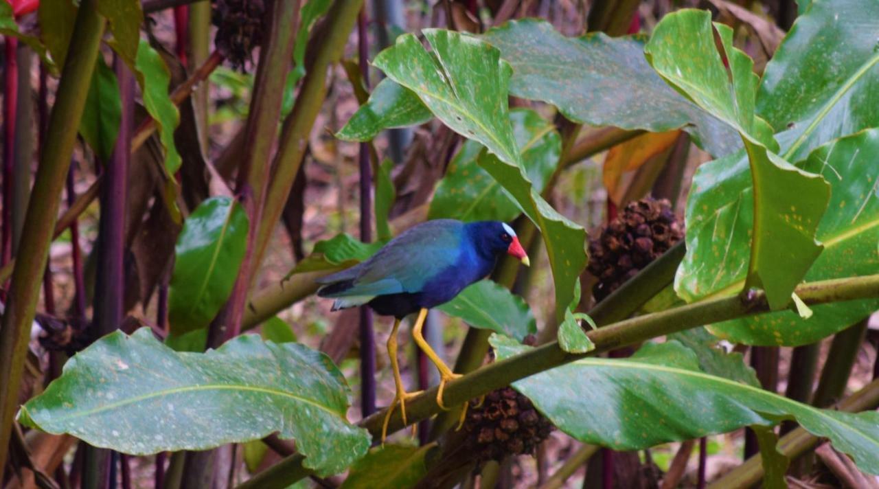 Hotel Rio Celeste Finca L' Etoile Celeste El Achiote Zewnętrze zdjęcie