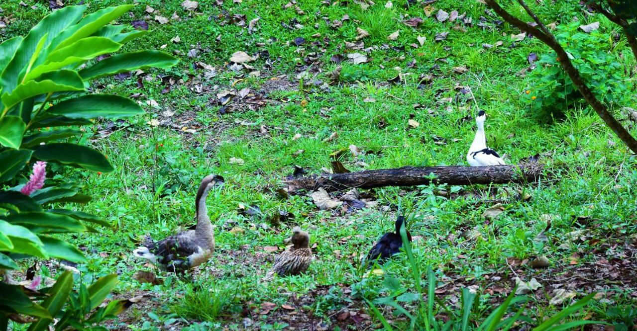 Hotel Rio Celeste Finca L' Etoile Celeste El Achiote Zewnętrze zdjęcie