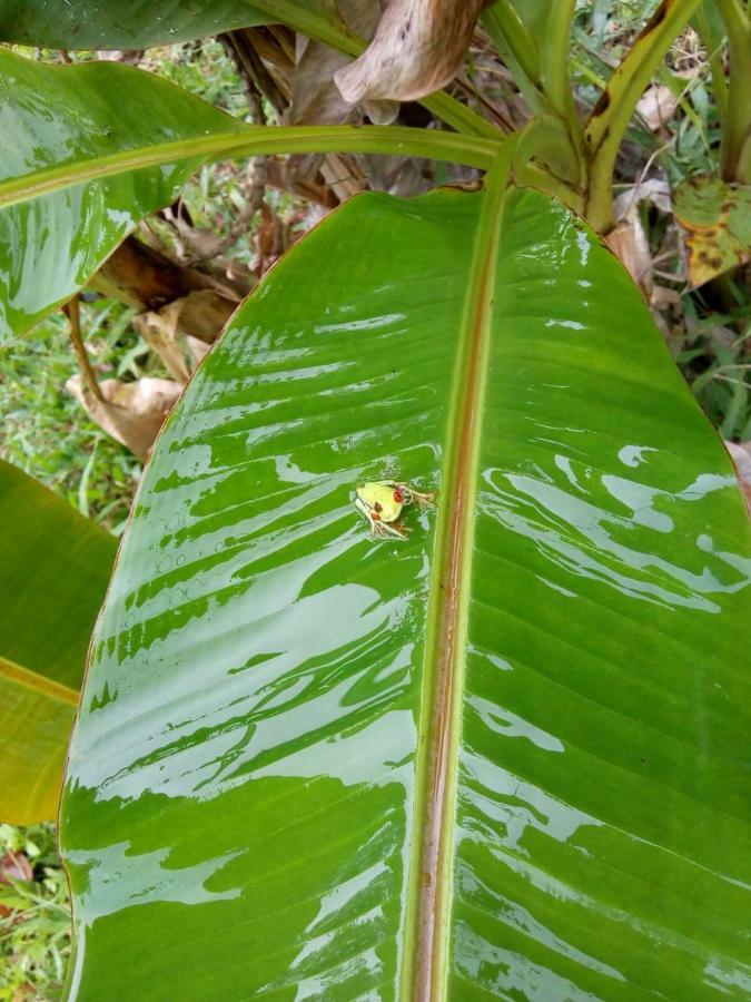 Hotel Rio Celeste Finca L' Etoile Celeste El Achiote Zewnętrze zdjęcie