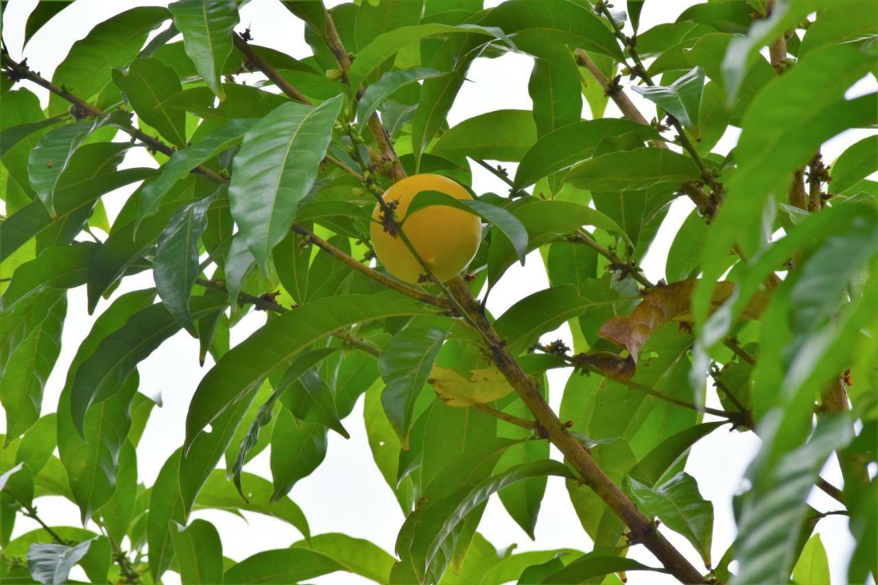Hotel Rio Celeste Finca L' Etoile Celeste El Achiote Zewnętrze zdjęcie