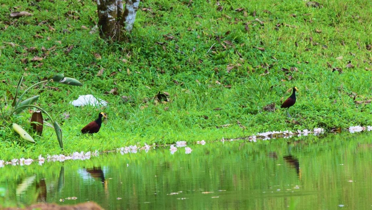 Hotel Rio Celeste Finca L' Etoile Celeste El Achiote Zewnętrze zdjęcie